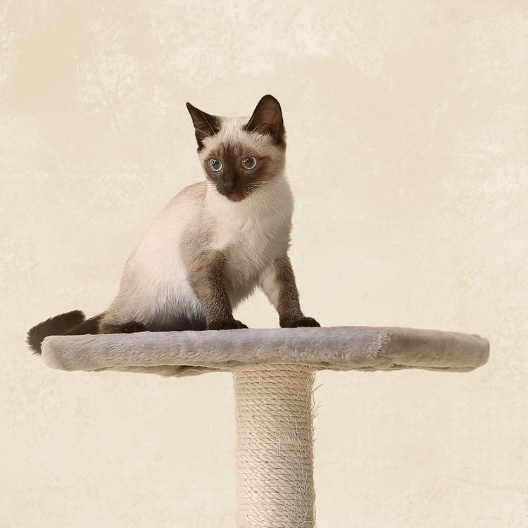 Pet Accessories
