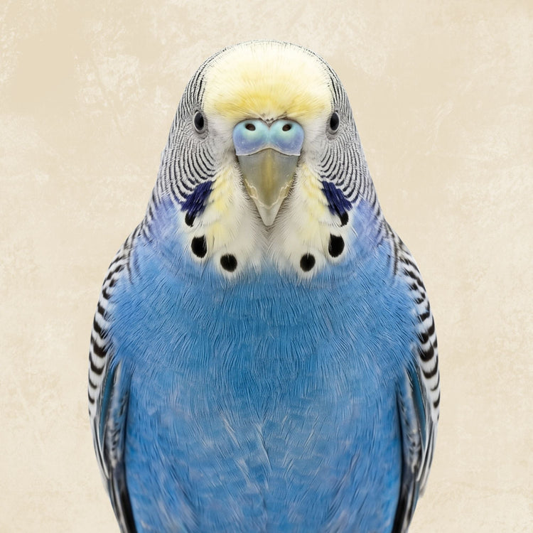 Bird Enclosures