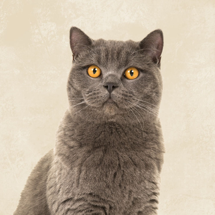 Cat Enclosures