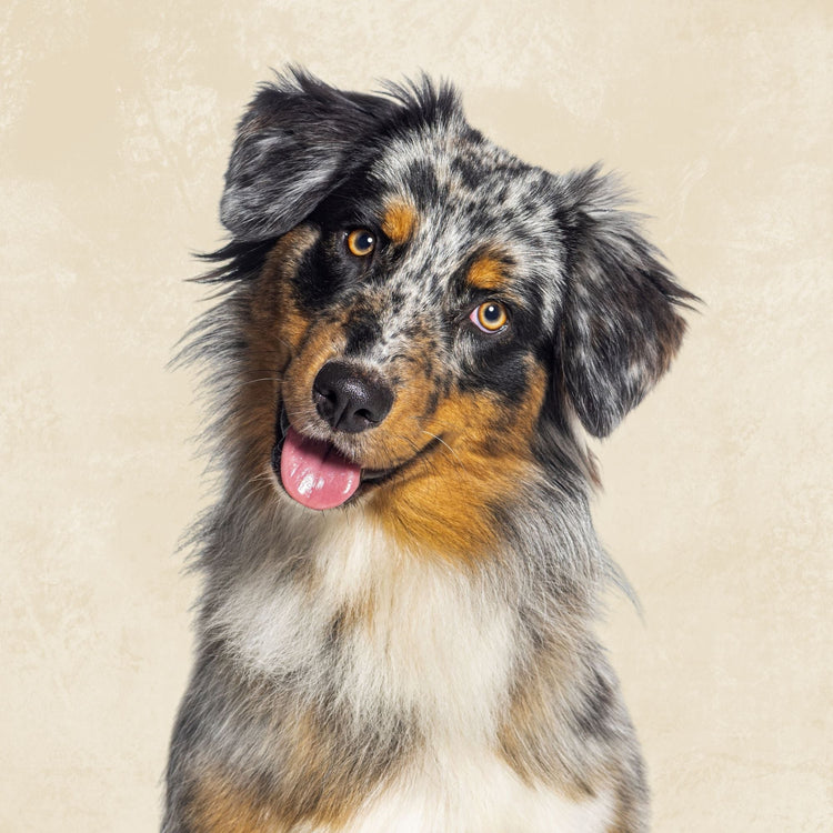 Dog Enclosures
