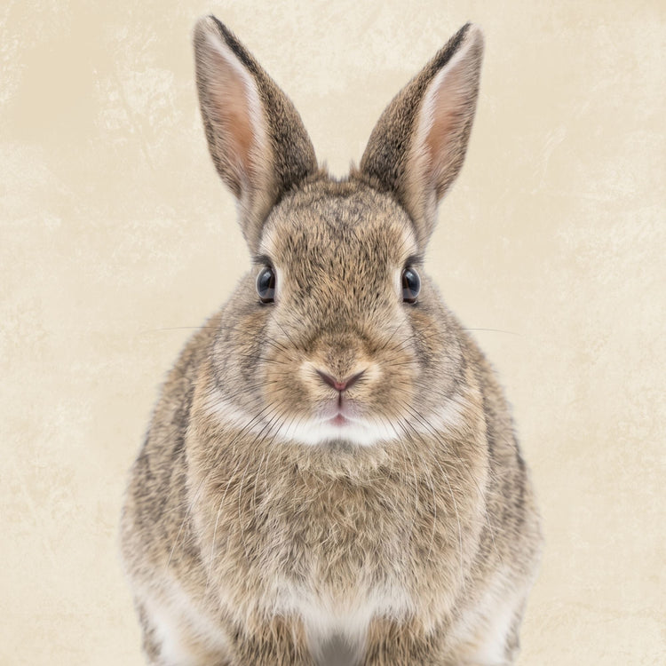 Small Animal Enclosures
