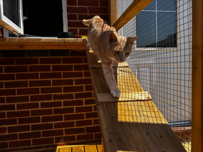 Interior of a bespoke catio with wooden shelves and a climbing ramp 