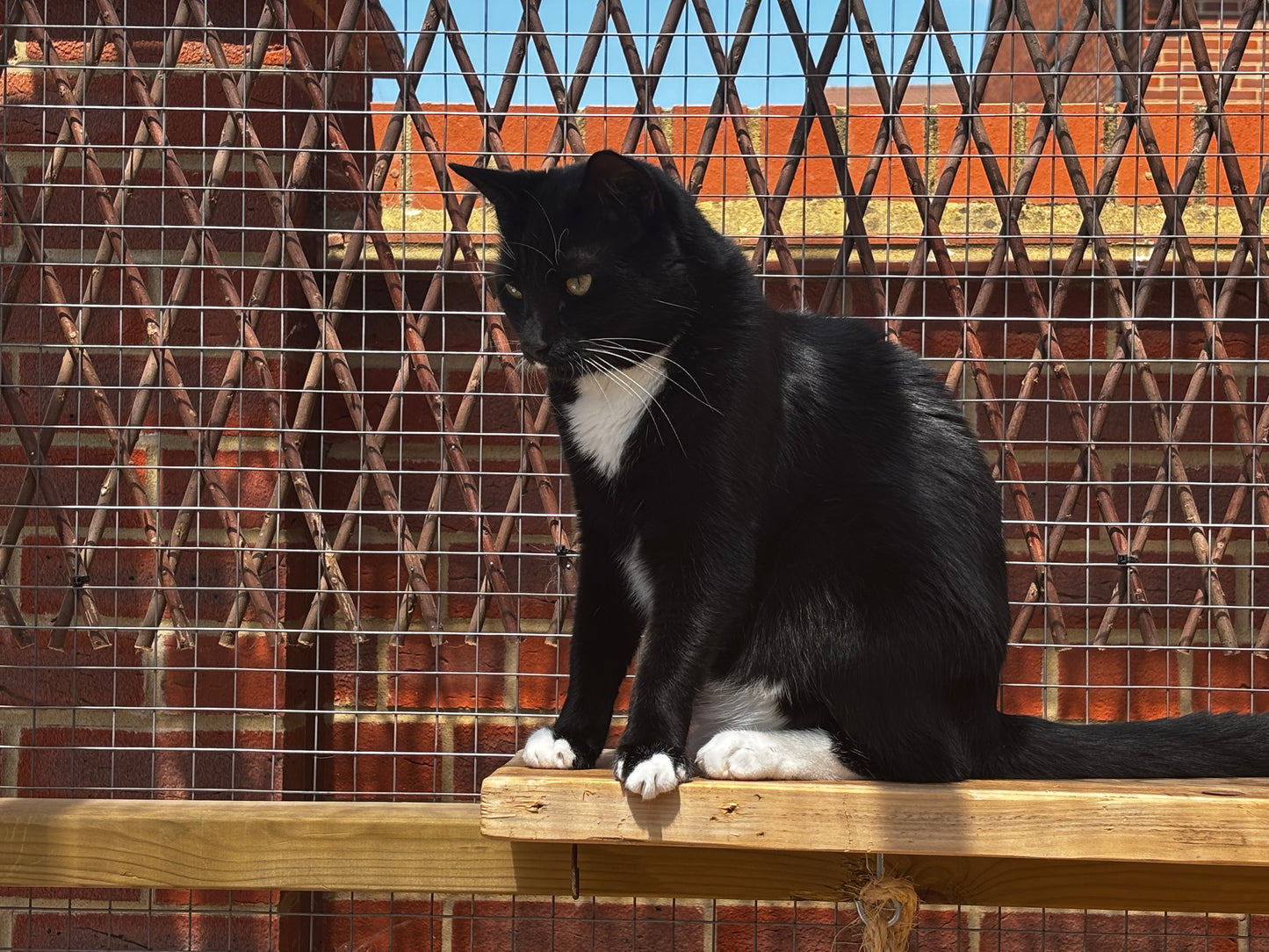 Cat sitting inside a secure outdoor pet enclosure