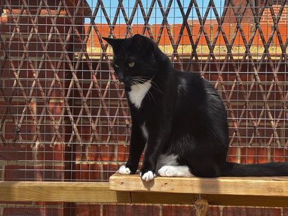 Cat sitting inside a secure outdoor pet enclosure