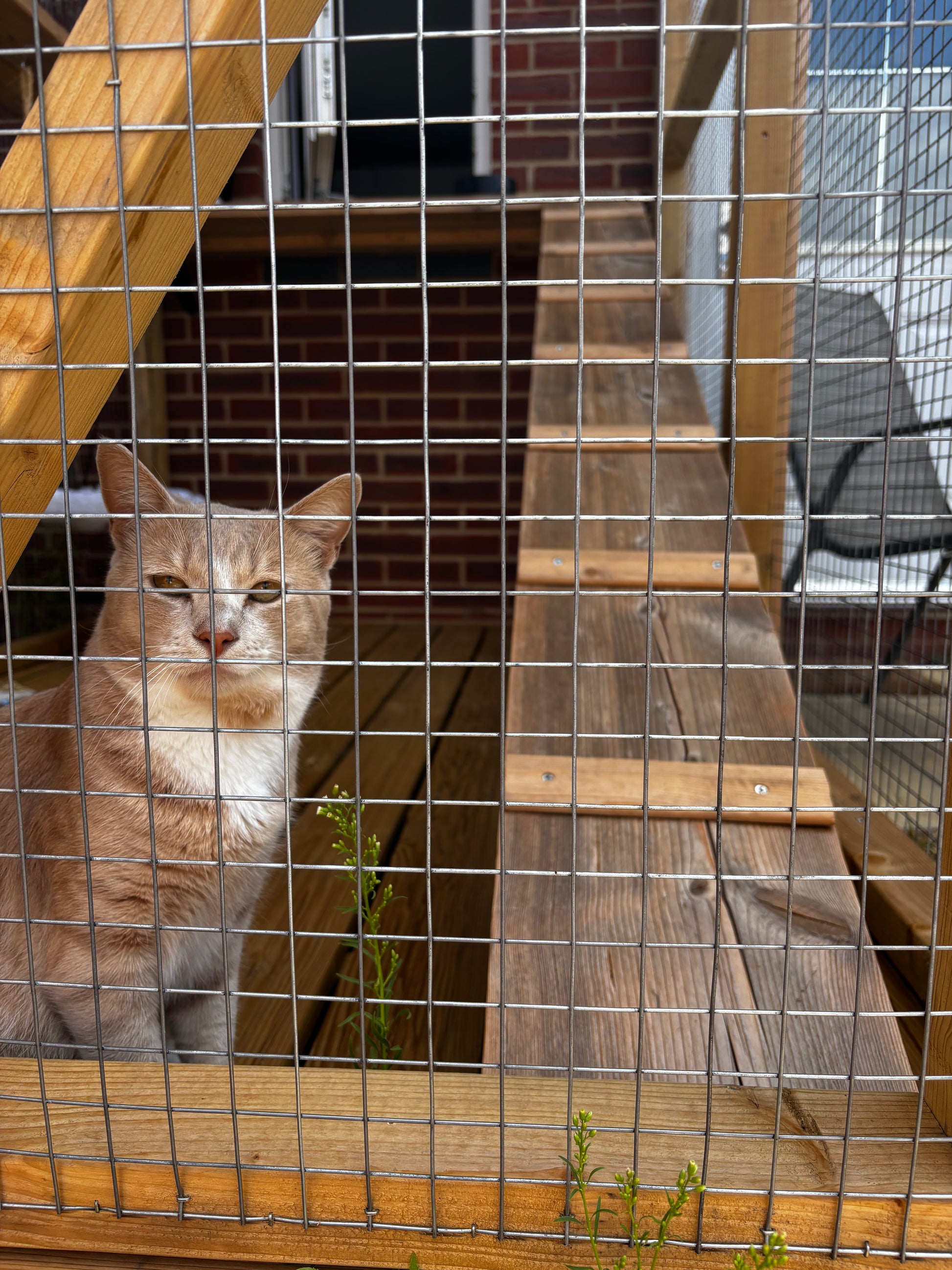 Cat watching the outdoors from bespoke catio