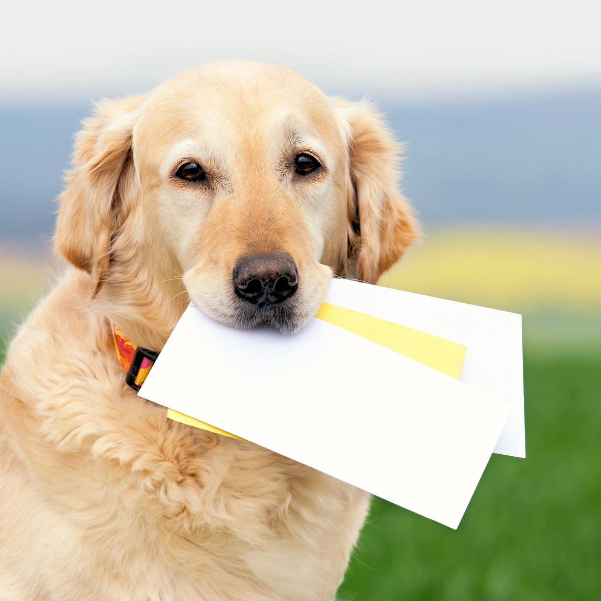 Golden retriever holding envelopes beside JB's Pet Haven Co contact form